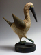 Blue Footed Booby