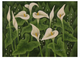 Calla Lilies